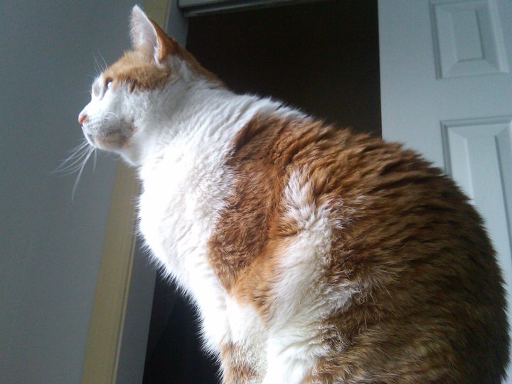 Uchikoshi's cat, Molly, stares out the window.